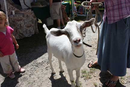 goat again