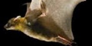 Bats with Gerri Griswold of the White Memorial Conservation Center