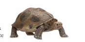 Nature's Not-So-Cuddly Program on Tuesday, July 17th