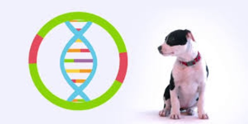 Beyond the Breed: Exploring Dog DNA