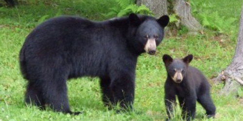The Bear Reality Program