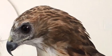 Radical Raptors Program a Success