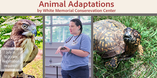 Animal Adaptations