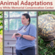 Animal Adaptations
