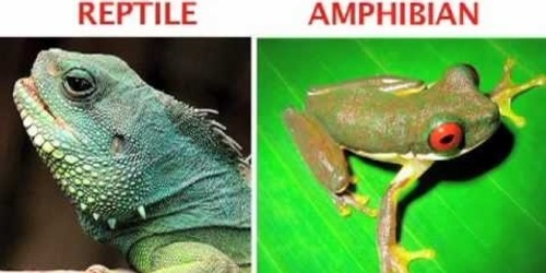 Who's a Herptile?: Reptiles and Amphibians